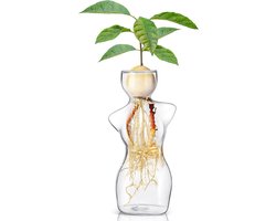 Glazen Avocado Vaas voor Watercultuur Ontkieming - Moderne Plantenbak & Terrarium