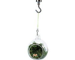 Glazen Spinnenschuilplaats - Hangmat Habitat - Terrarium Verrijking - Magnetische Bevestiging - 6 cm Diameter - Niet gespecificeerd
