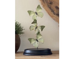 Glazen stolp met 3 echte Charaxes Eupale vlinders