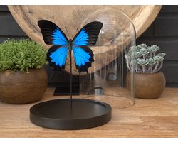 Glazen stolp met Papilio Ulysses vlinder - taxidermie - entomologie