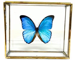 Glinsterend blauwe vlinder - Morpho Didius in elegante glazen kistje met gouden rand