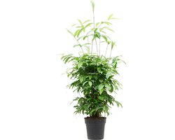 Goud Dracaena (Dracaena surculosa) - 90