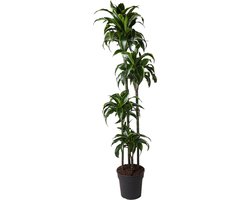 Gouden Drakenplant binnen (Dracaena Dorado) - 170 cm - ø27 cm - Halfschaduw staanplaats