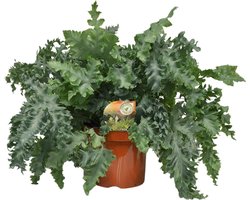 Gouden eikvaren of Blauwvaren Phlebodium Davana hoogte ca 60cm - Ø26cm