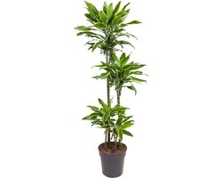 Gouden Kust Dracaena 140 cm – Elegant, Onderhoudsarm en Luchtzuiverend