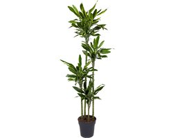 Gouden Kust Drakenplant / Dracaena Golden Coast - ca. 1.70 m hoog - potdiameter ø27 cm