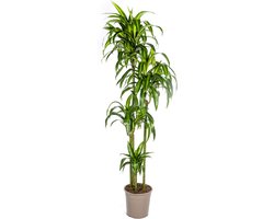 Goudpalm, Drakenbloedboom, Tropische, Groene Kamerplant, Mix van Geel/Groen Smalle Bladeren, Dracaena Deremensis Hawaiian Sunshine Ø27cm - 180cm