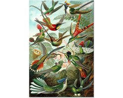 Graphic Message - Schilderij op Canvas - Kunstformen der Natur - Ernst Haeckel - Vogels Wanddecoratie - Groen - Woonkamer Muurdecoratie - Oude Meesters - Slaapkamer Decoratie - Grote Wanddecoratie - 100x150