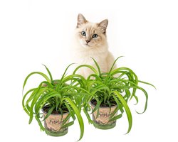 Graslelie | Chlorophytum 'Bonnie' per 2 stuks - PetFriendly - Kamerplant ⌀12 cm - 25 cm