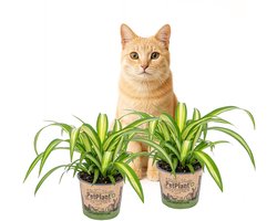 Graslelie | Chlorophytum 'Hawaiian' per 2 stuks - PetFriendly - Kamerplant ⌀12 cm - 25 cm