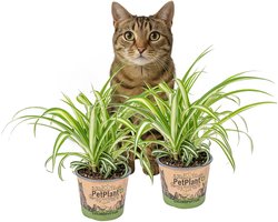 Graslelie - set van 2 kamerplanten - Chlorophytum 'Variegatum' - luchtzuiverend - diervriendelijk - makkelijk - Kamerplant ⌀12 cm - 25 cm