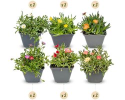 Green boutiQ - 12x Delosperma mix - IJsplantmix - Geel, Paars, Rood, Roze - Vaste plant - Ø7cm - 10-12cm