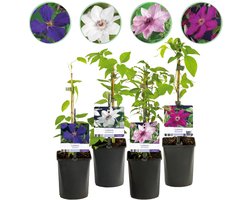 Green boutiQ - 4x Clematis Rainbow - Bosrank - Paars - Rood - Roze - Wit - Klimplant - Ø9cm - 35cm