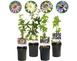 Green boutiQ - 4x Passiflora Rainbow - Passiflora Rainbow - Wit - Paars - Roze - Paars - Klimplant - Ø9cm - 35cm
