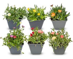 Green boutiQ - 6x Delosperma mix - IJsplantmix - Geel, Paars, Rood, Roze - Vaste plant - Ø7cm - 10-12cm