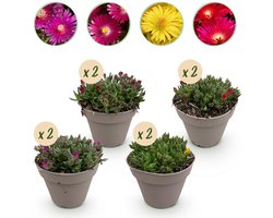 Green boutiQ - Bodembedekker - Winterhard - Delosperma - 8 Planten - Kleuren Rood - Geel - Paars - Roze - Weinig Onderhoud - Pot 14cm Hoogte 17cm