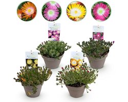 Green boutiQ - Bodembedekker - Winterhard - Delosperma Jewel of Dessert - 4 Planten - Kleuren Rood - Oranje - Paars - Roze - Weinig Onderhoud - Pot 14cm Hoogte 17cm