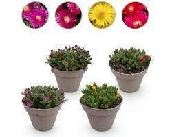 Green boutiQ - Bodembekker - Winterhard - Delosperma - 4 Planten - Kleuren Rood - Geel - Paars - Roze - Weinig Onderhoud - Pot 14cm Hoogte 17cm