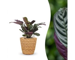 Green boutiQ - Ctenanthe Burle Marxii - Visgraatplant - 1 Plant - met Zeegras Mand - Pot 12cm - Hoogte 30cm