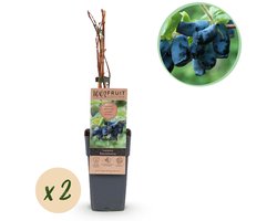 Green boutiQ - Fruitplant - Lonicera caerulea Kamchatika - Honingbes - Winterhard - Blauw Vrucht - 2 Planten - Pot 15cm - Hoogte 50cm