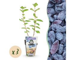 Green boutiQ - Fruitplanten - Honingbes - Lonicera caerulea Kamtschatica - Winterhard - 3 Planten - Pot 9 cm - Blauw Bes