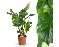 Green BoutiQ - Green is... Kamerplanten - Monstera Deliciosa - Gatenplant - Weinig onderhoud - Groen - 1 Plant - Pot 17cm - Hoogte 50-55cm