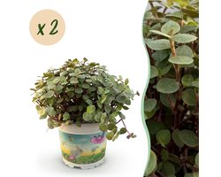 Green boutiQ - Kamerplant - Calissia repens - Kattengras - Huisdiervriendelijk - Groen - 2 Planten - Pot 12cm - Hoogte 17-20cm