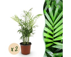 Green boutiQ - Kamerplant - Chamaedorea elegans - Goudpalm - Huisdiervriendelijk - Groen - 2 Planten - Pot 12cm - Hoogte 35-40cm