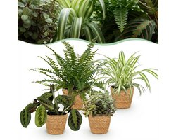 Green boutiQ - Kamerplant - Chlorophytum - Maranta - Calissia - Nephrolepsis - Mix van 4 - Huisdiervriendelijke Planten - Groen - 4 Planten - met Mand - Pot 12cm - Hoogte 25cm