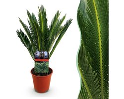 Green boutiQ - Kamerplant - Cycas revoluta - Palmvaren - Weinig onderhoud - Groen - 1 - Pot 15cm - Hoogte 45-55cm