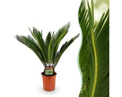Green boutiQ - Kamerplant - Cycas revoluta - Palmvaren - Weinig onderhoud - Groen - 1 - Pot 17cm - Hoogte 55-65cm