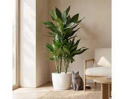 Green boutiQ - Kamerplant - Drakenbloedboom - Dracaena Janet Craig - Groen - Weinig onderhoud - 1 Plant - met Potter Wit - Pot 21cm - Hoogte 90 - 100cm