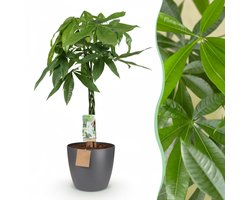 Green boutiQ - Kamerplant - Geldboom - Pachira Aquatica - Groen - Weinig onderhoud - 1 Plant - met Potter Grijs - Pot 21cm - Hoogte 75 - 85cm
