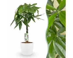 Green boutiQ - Kamerplant - Geldboom - Pachira Aquatica - Groen - Weinig onderhoud - 1 Plant - met Potter Wit - Pot 21cm - Hoogte 75 - 85cm