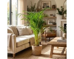 Green boutiQ - Kamerplant - Goudpalm - Dypsis Lutescens Areca - Groen - Weinig onderhoud - 1 Plant - met Mand - Pot 21cm - Hoogte 90 - 100cm