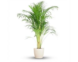 Green boutiQ - Kamerplant - Goudpalm - Dypsis Lutescens Areca - Groen - Weinig onderhoud - 1 Plant - met Potter Wit - Pot 21cm - Hoogte 90 - 100cm