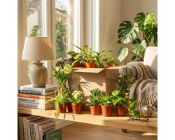 Green boutiQ - Kamerplant - Groene Tweede Kans Box - Weinig onderhoud - 12 Planten - met Mand - Pot 10,5 - 12cm - Hoogte 15 - 45cm