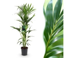 Green boutiQ - Kamerplant - Howea Forsteriana - Kentia Palm - Weinig Onderhoud - Groen - 1 plant - Pot 24cm - Hoogte 140-150cm