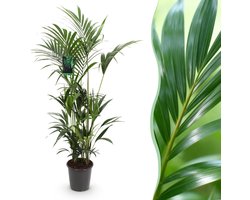 Green boutiQ - Kamerplant - Howea Forsteriana - Kentia Palm - Weinig Onderhoud - Groen - 1 plant - Pot 27cm - Hoogte 160-170cm