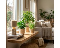 Green boutiQ - Kamerplant - Mix van 3 Makkelijke Kamerplanten - Pachira Aquatica, Coffea Arabica, Chlorophytum - Groen - Weinig onderhoud - 3 Planten - met Mand - Pot 12 - 14cm - Hoogte 25 - 45cm