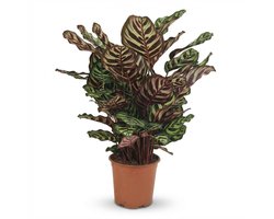 Green boutiQ - Kamerplant - Pauwenplant - Calathea Makoyana - Groen - Weinig onderhoud - 1 Plant - Pot 19cm - Hoogte 70cm