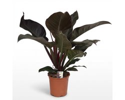 Green boutiQ - Kamerplant - Philodendron - Philodendron Imperial Red - Rood - Weinig onderhoud - 1 Plant - Pot 19cm - Hoogte 60cm