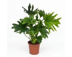 Green boutiQ - Kamerplant - Philodendron - Philodendron Lickety split - Groen - Weinig onderhoud - 1 Plant - Pot 19cm - Hoogte 70cm