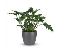 Green boutiQ - Kamerplant - Philodendron - Philodendron Xanadu - Groen - Weinig onderhoud - 1 Plant - met Potter Grijs - Pot 19cm - Hoogte 60cm