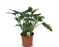 Green boutiQ - Kamerplant - Philodendron - Philodendron Xanadu - Groen - Weinig onderhoud - 1 Plant - Pot 19cm - Hoogte 60cm