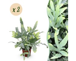 Green boutiQ - Kamerplant - Phlebodium aureum Blue Star - Blauwe Varen - Huisdiervriendelijk - Blauw - 2 Planten - Pot 12cm - Hoogte 25-30cm