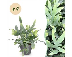 Green boutiQ - Kamerplant - Phlebodium aureum Blue Star - Blauwe Varen - Huisdiervriendelijke Plant - Blauw - 4 Planten - met Potter Grijs - Pot 12cm - Hoogte 25cm