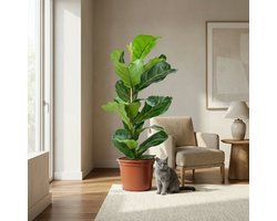 Green boutiQ - Kamerplant - Vioolbladplant - Ficus Lyrata - Groen - Weinig onderhoud - 1 Plant - Pot 21cm - Hoogte 75 - 85cm