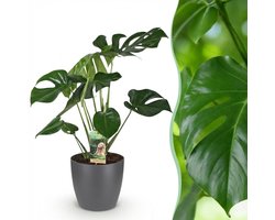 Green BoutiQ - Kamerplanten - Monstera Deliciosa - Gatenplant - Weinig onderhoud - Groen - 1 Plant - met Potter Grijs - Pot 21cm - Hoogte 70-80cm