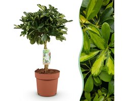 Green BoutiQ - Kamerplanten - Schefflera Gold Capelle - Vingerboom - Weinig onderhoud - Groen - 1 Plant - Pot 21cm - Hoogte 70-80cm